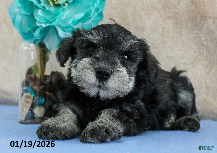 Miniature Schnauzer dogs Quill - Ad 6