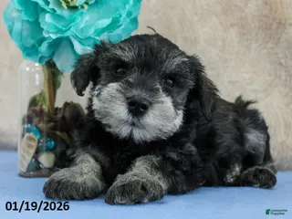 Miniature Schnauzer dogs Quill - Ad 15