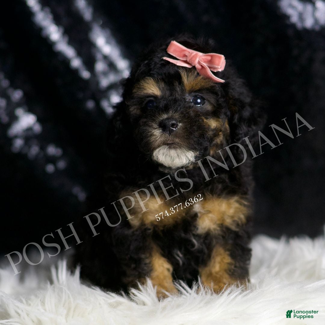 Toy Poodle dogs Martini - Ad 13