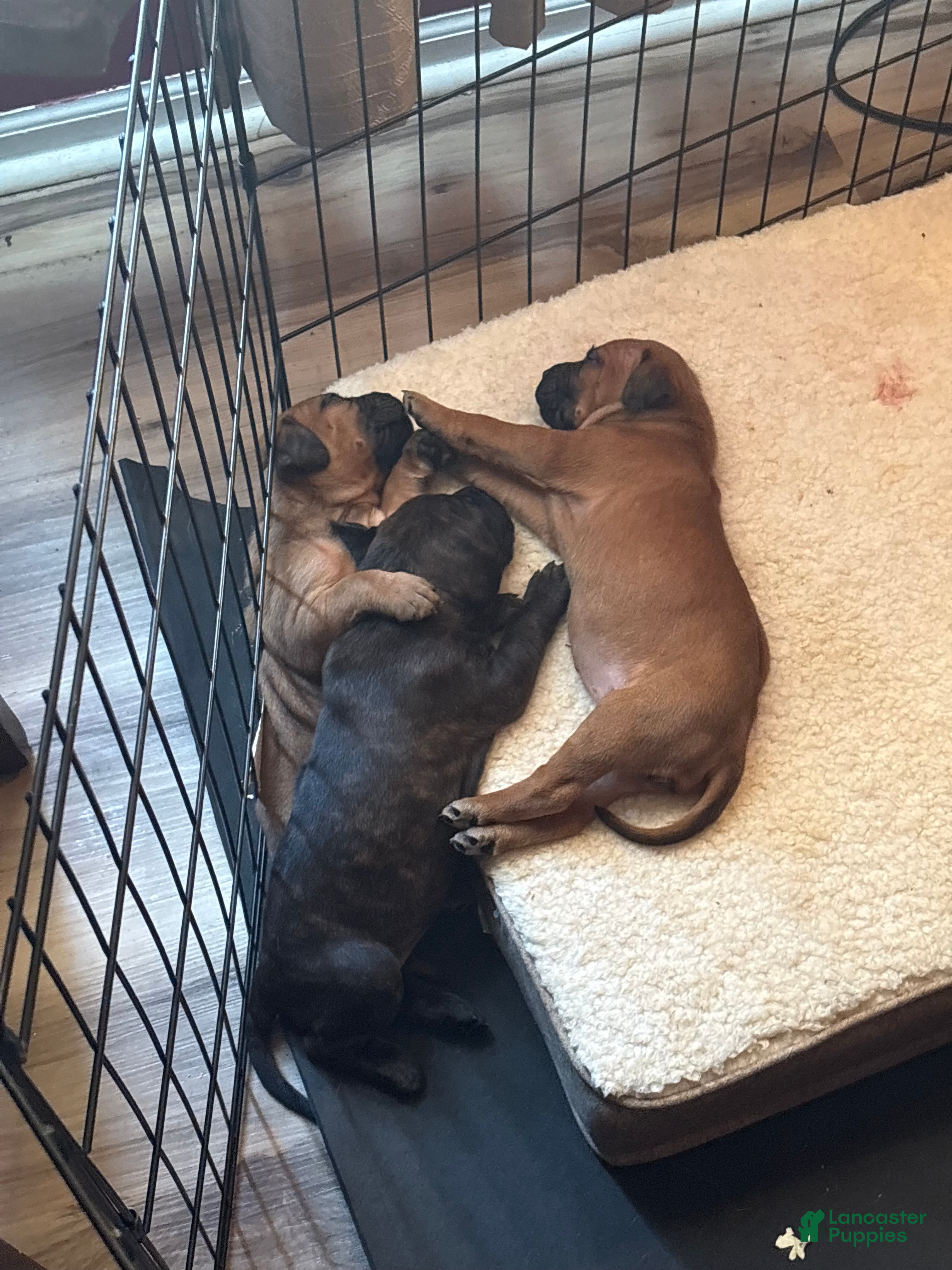 Mixed Breed dogs Mixed Breed 4 - Ad 28