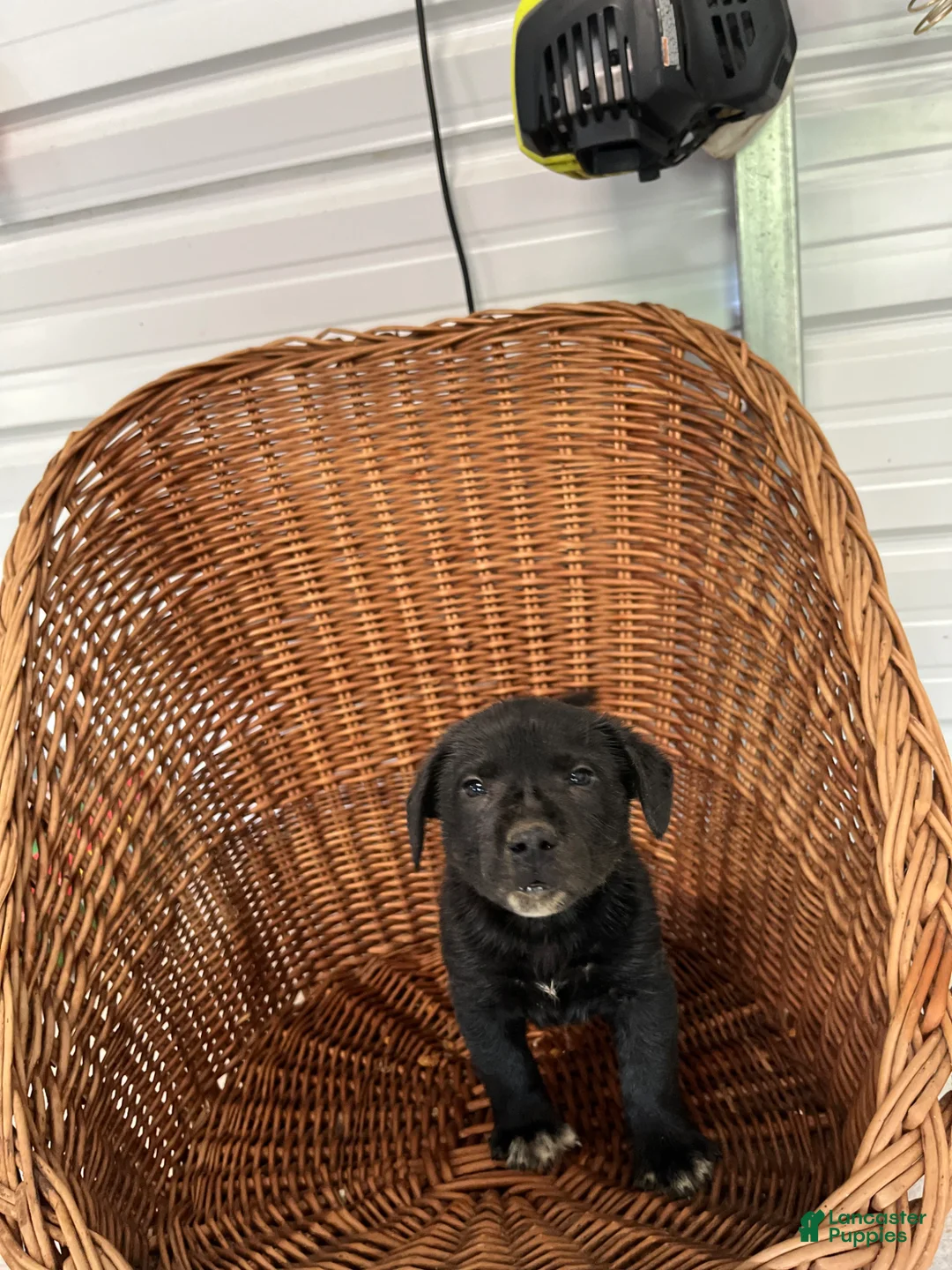 Golden Shepherd dogs for sale: Buster - Ad 1