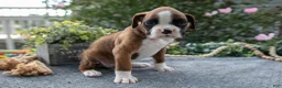 Boxer dogs for sale: Paige - Ad 2