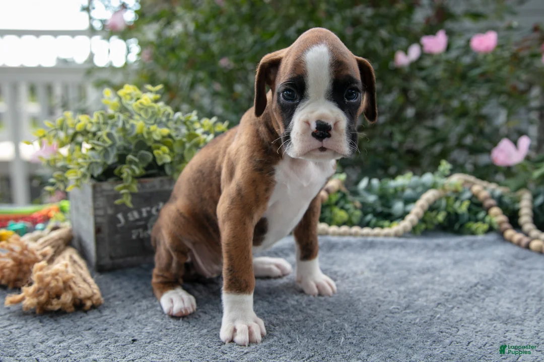 Boxer dogs for sale: Paige - Ad 2