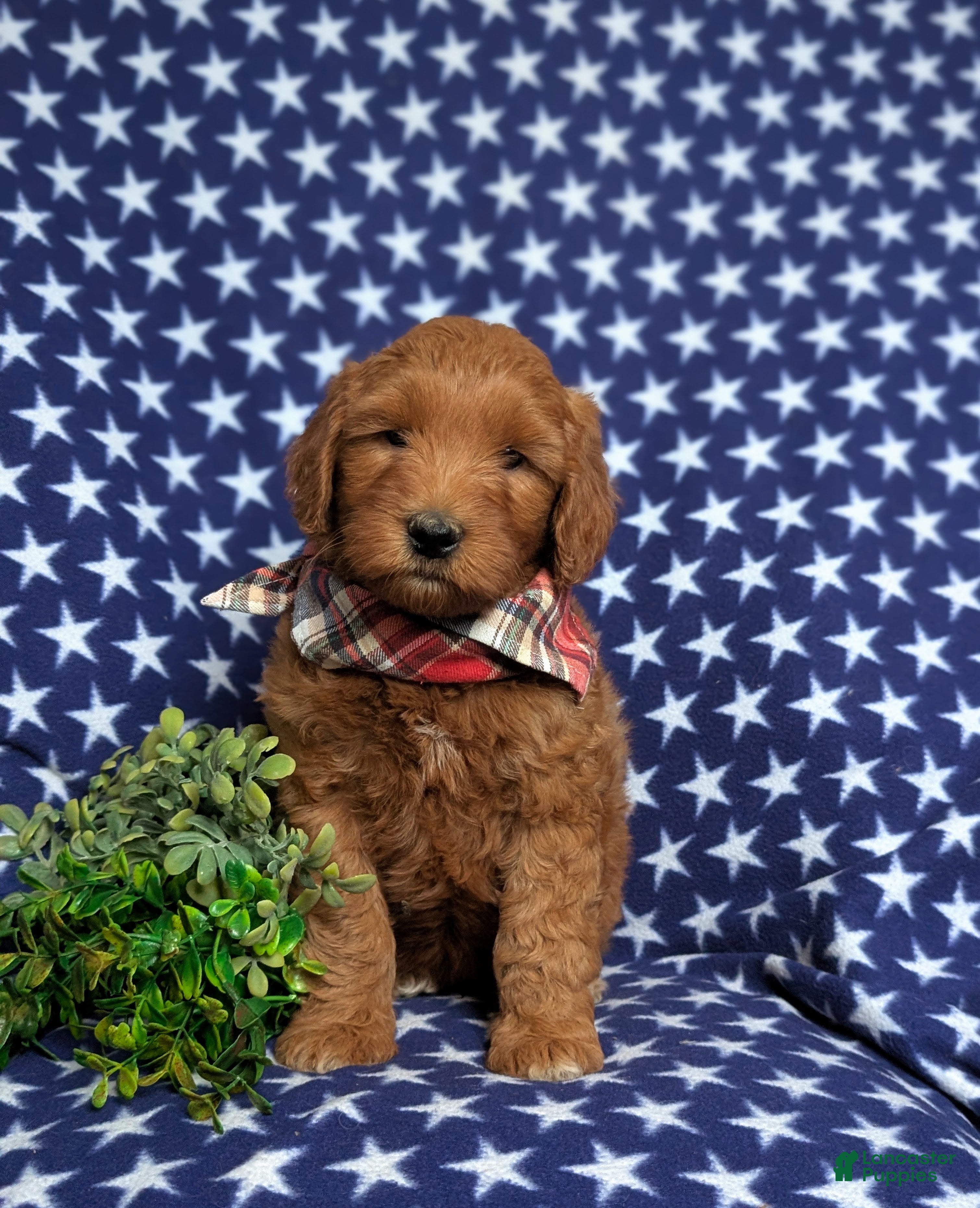 Goldendoodle dogs Finnian Hypoallergenic - Ad 2