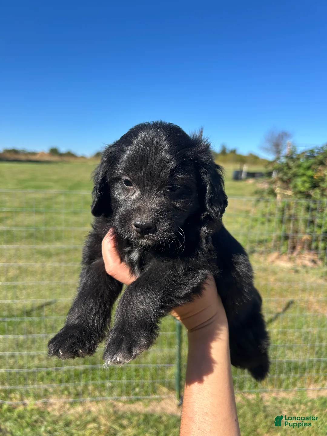 Mini Bernedoodle dogs for sale: Cupcake - Ad 2
