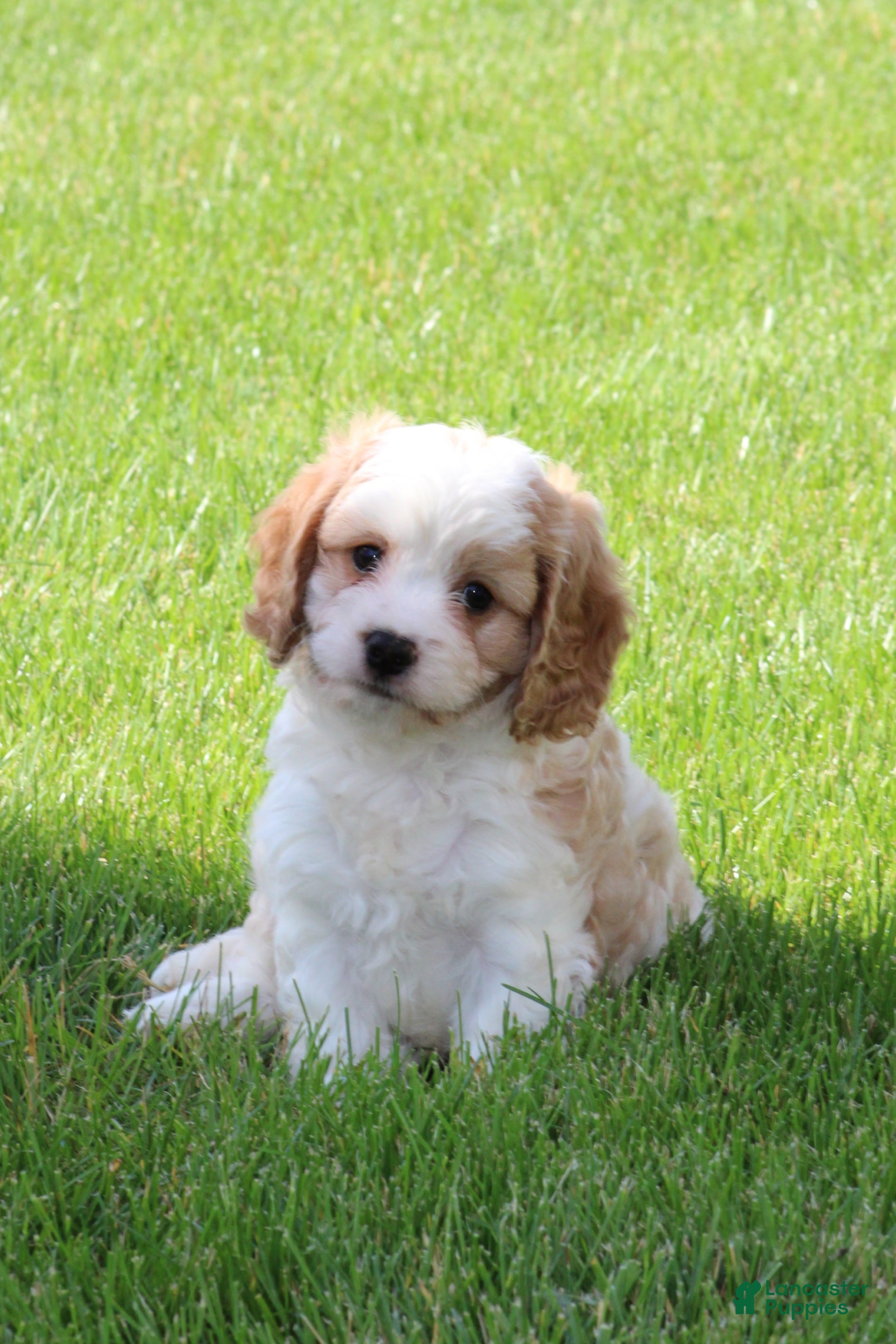 Cavapoo dogs Cody - Ad 1