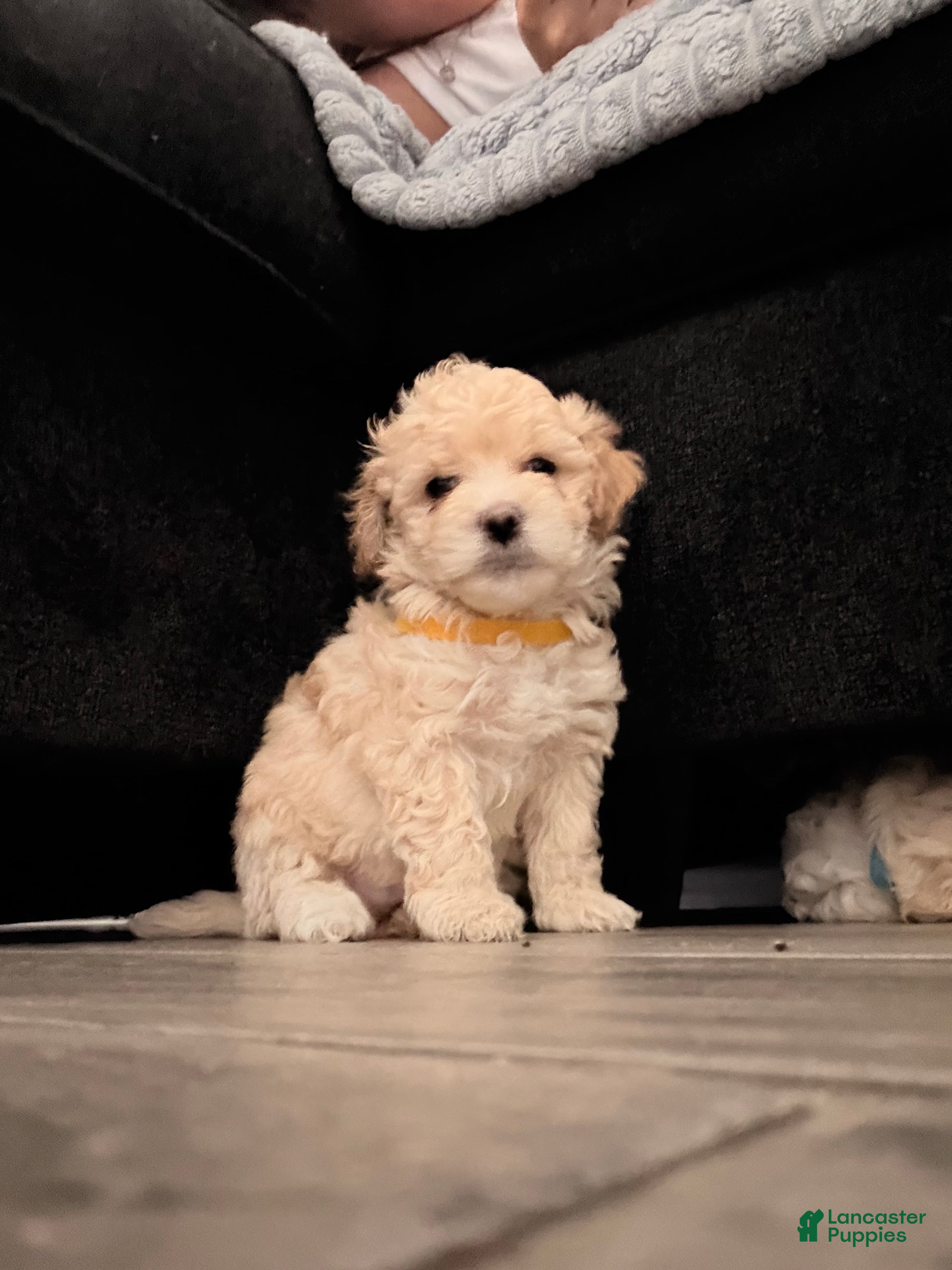 Maltipoo dogs Banana  - Ad 6