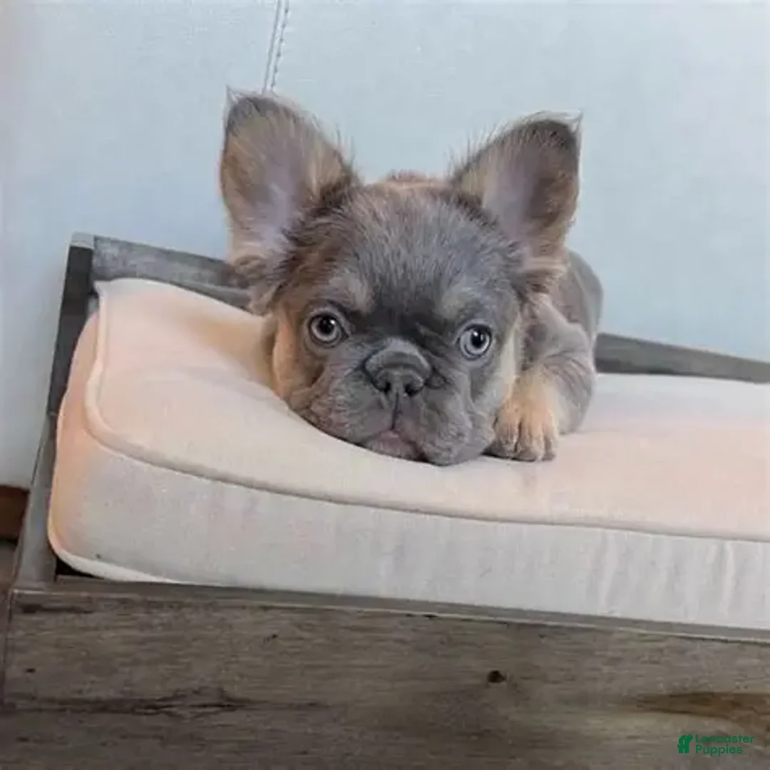 French Bulldog dogs for sale: French Bulldog Puppy 6 - Ad 6
