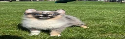 Pomsky dogs for sale: Danny - Ad 1