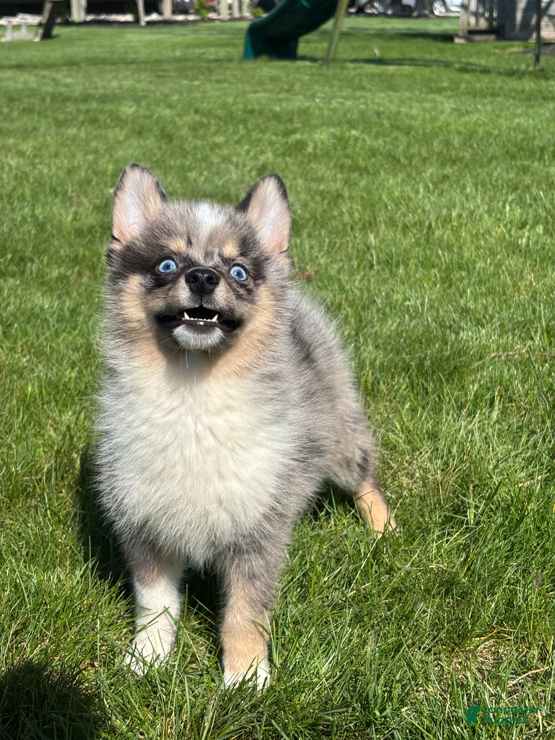 Pomsky dogs for sale: Danny - Ad 1