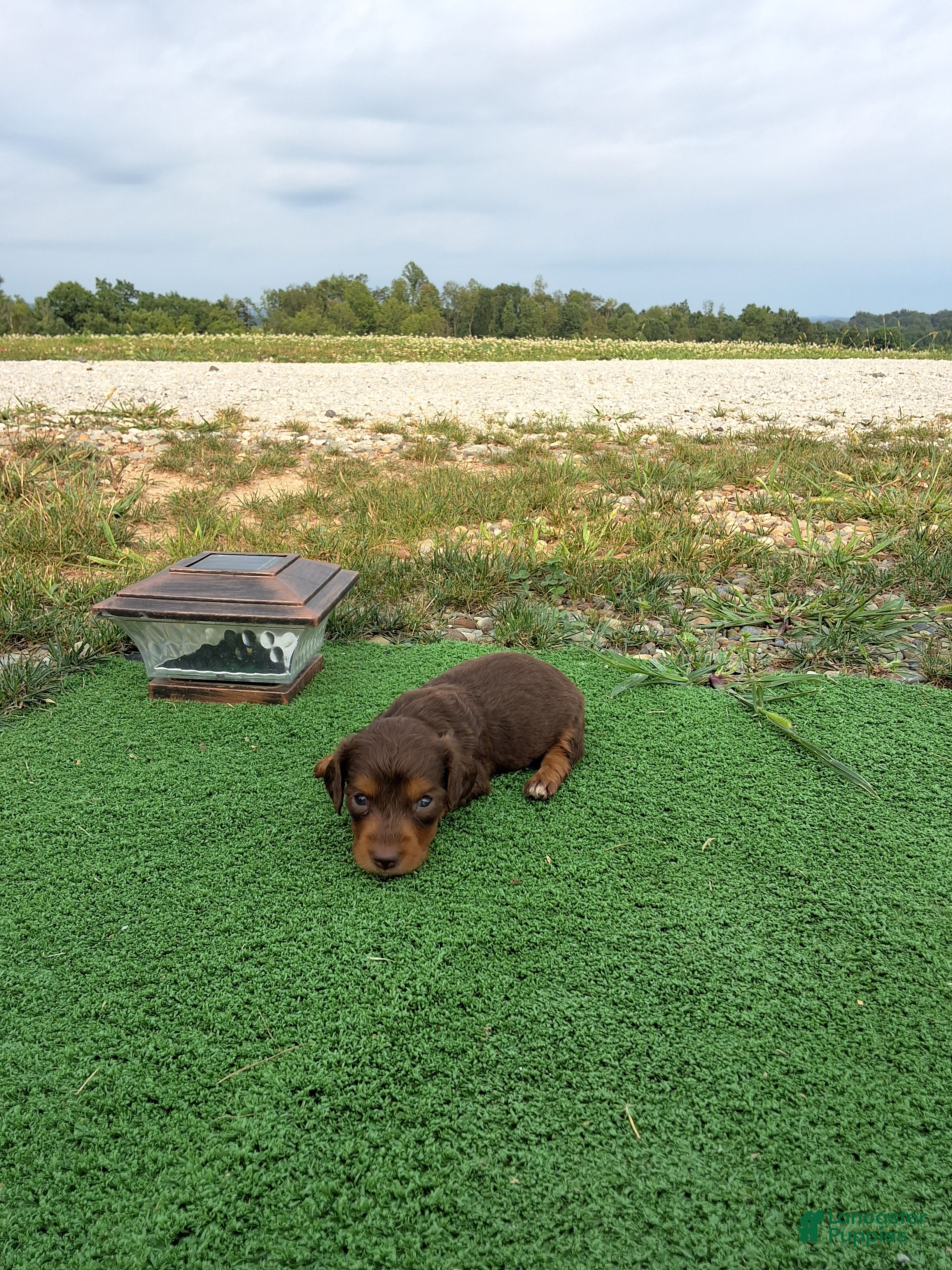 Dachshund dogs Bella - Ad 35