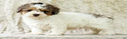 Miniature Poodle dogs for sale: Finn - Ad 4