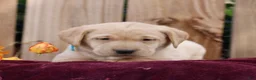 Labrador Retriever dogs for sale: Rory  - Ad 1