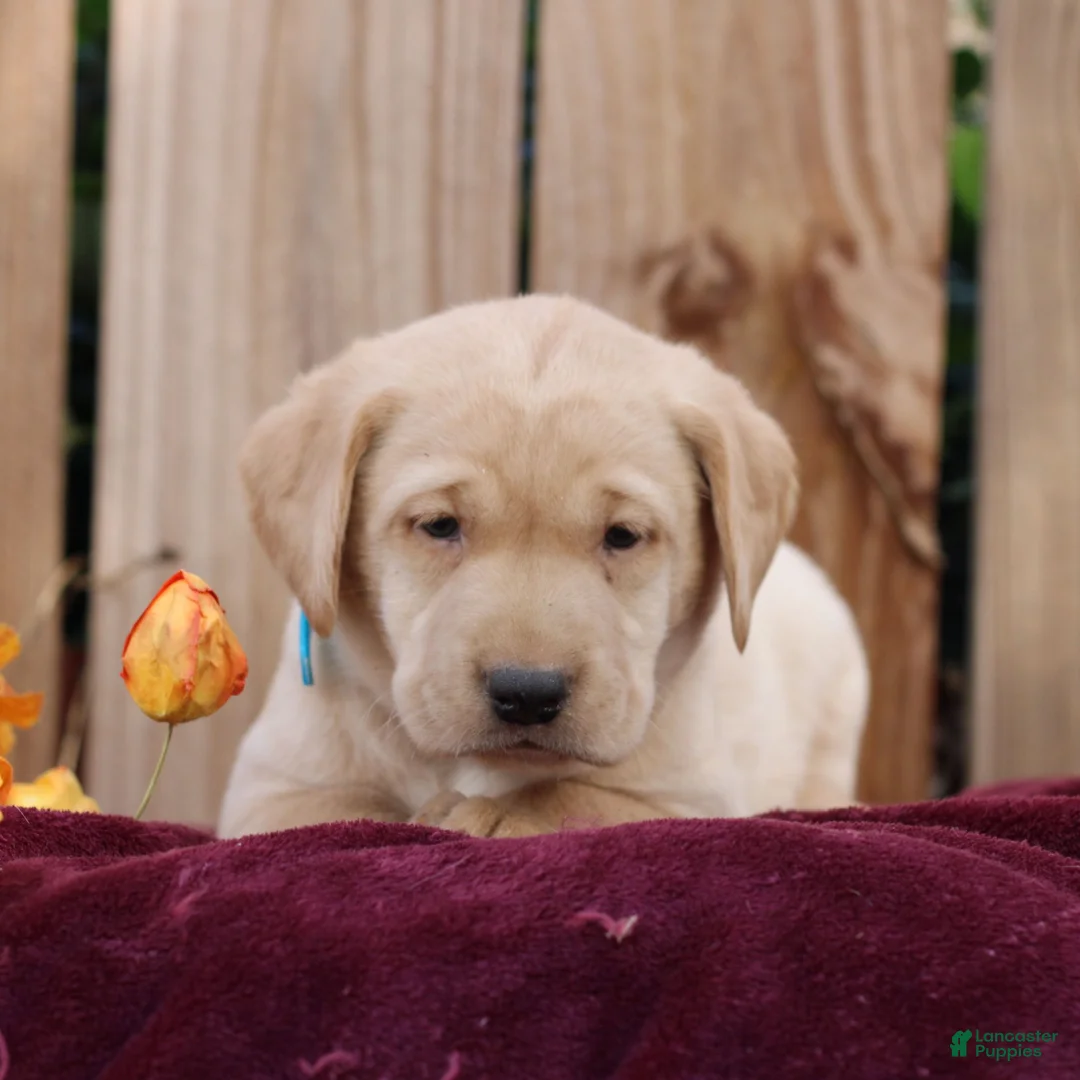 Labrador Retriever dogs for sale: Rory  - Ad 1