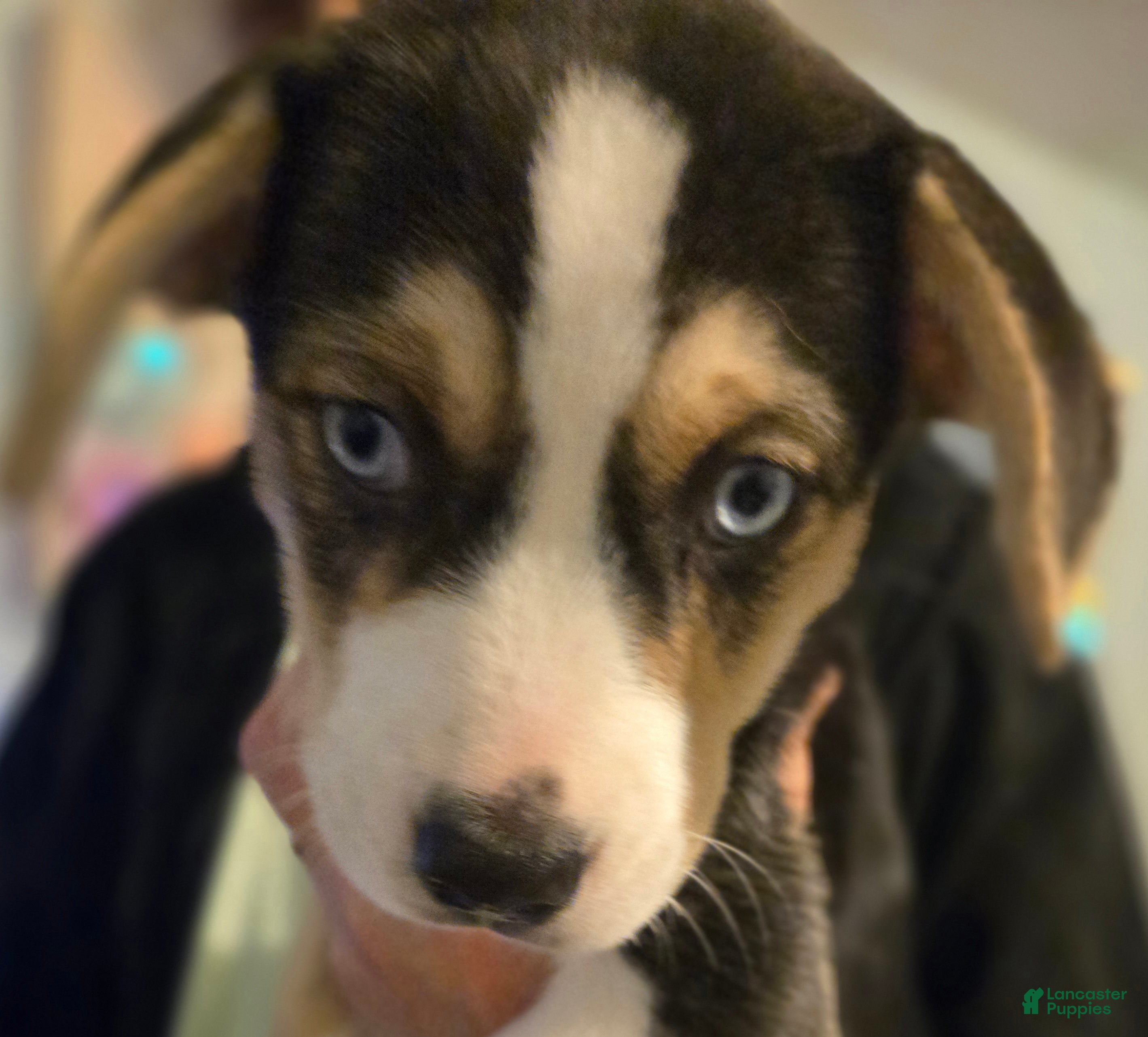 Mixed Breed dogs BEAR - Ad 1