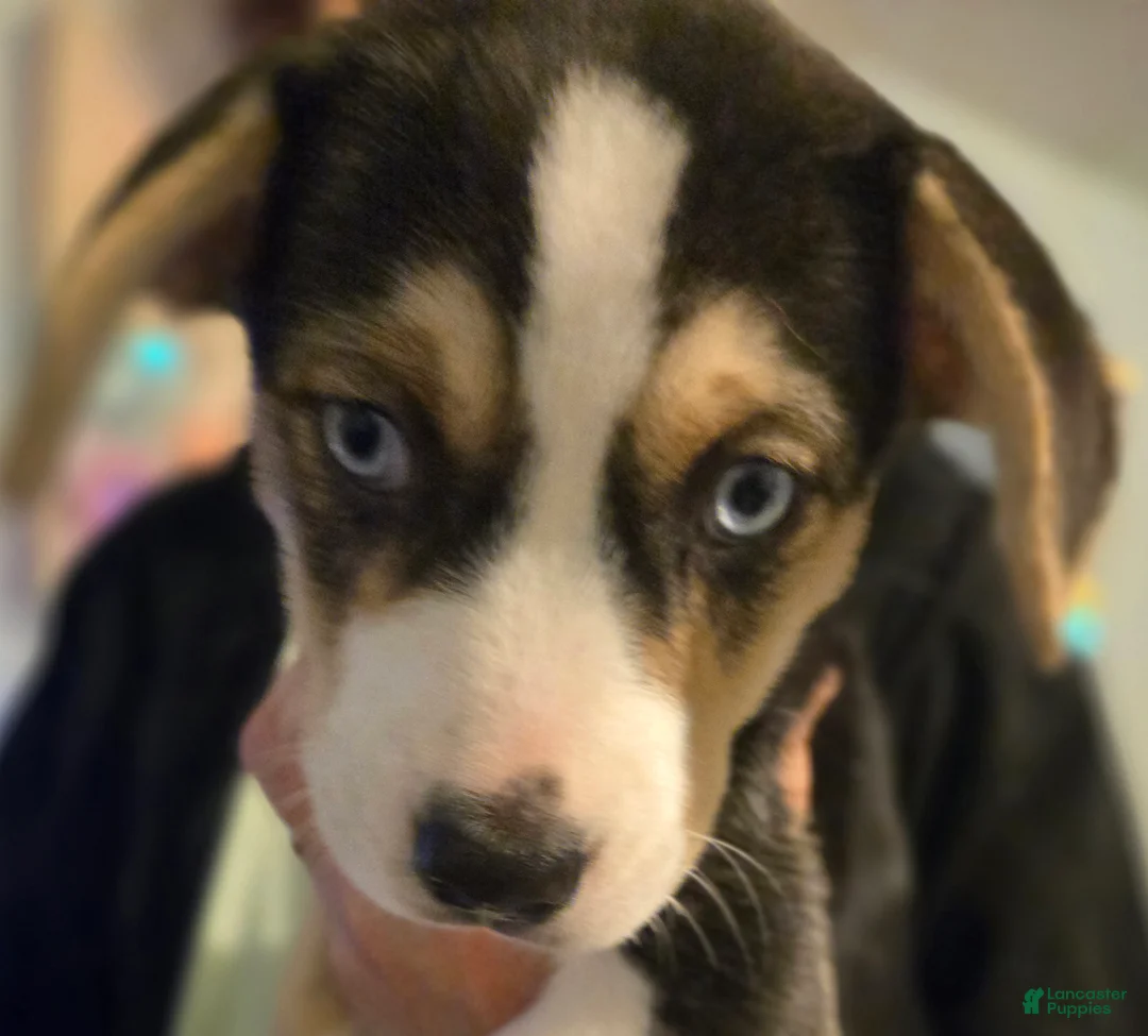 Mixed Breed dogs for sale: BEAR - Ad 1