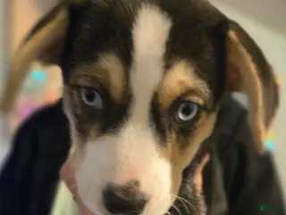 Mixed Breed dogs for sale: BEAR - Ad 3