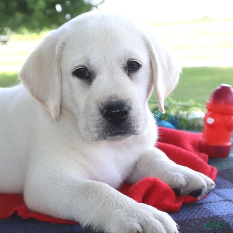 Labrador Retriever dogs Daisy - Champ lines - Ad 2