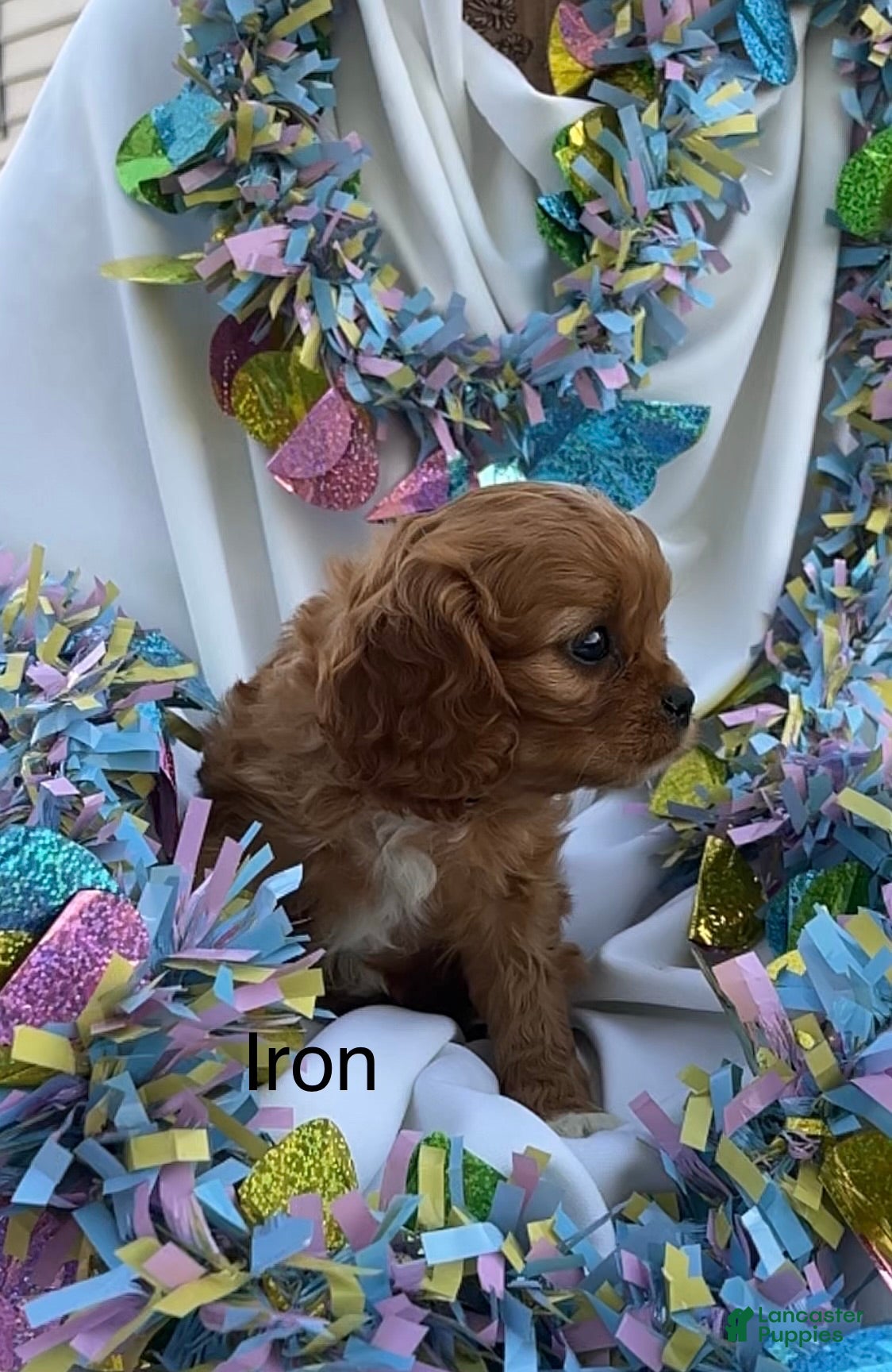 Cavalier King Charles Spaniel dogs Iron - Ad 2