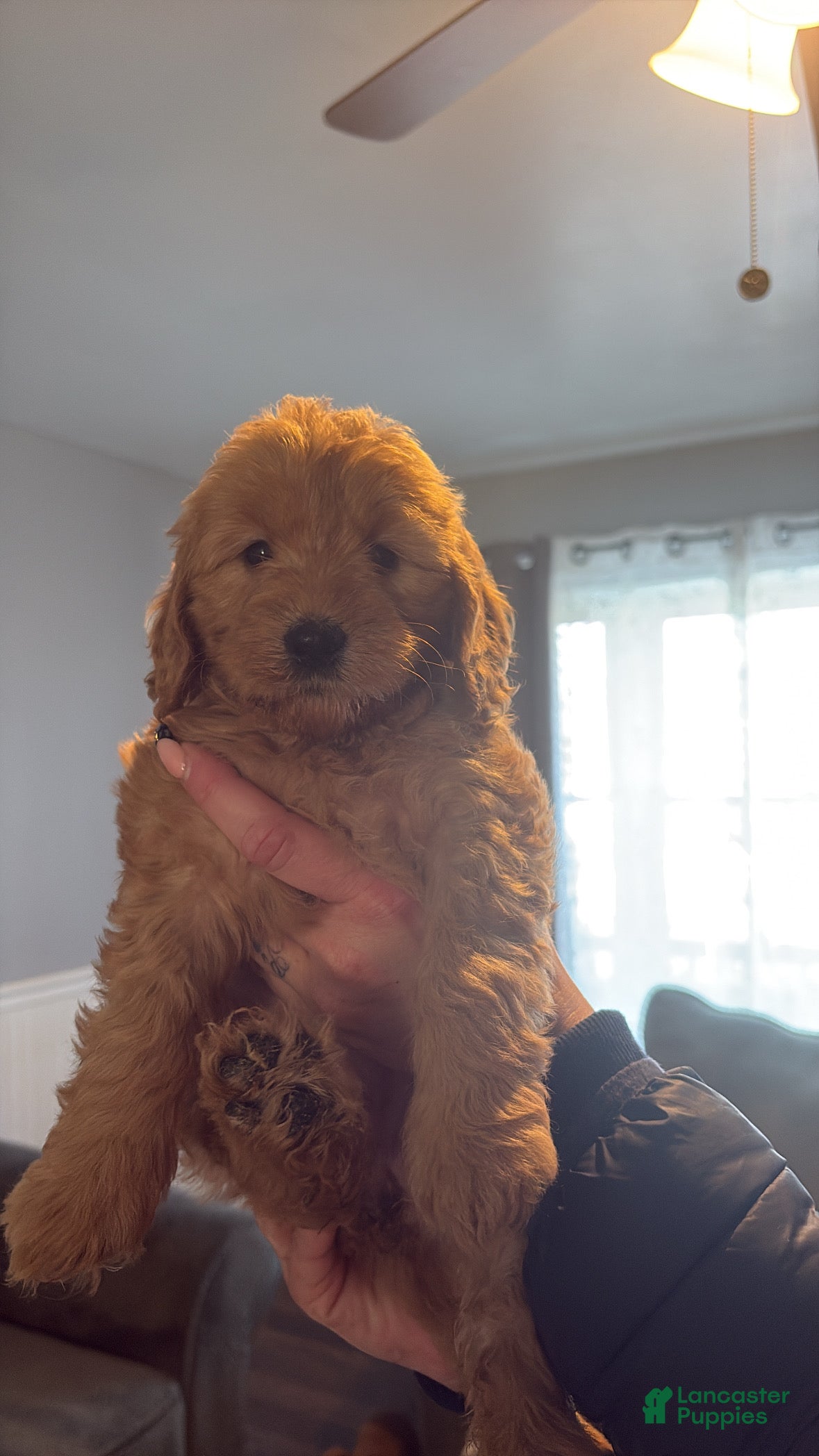 Mini Goldendoodle dogs Mini Goldendoodle Puppy 7 - Ad 42