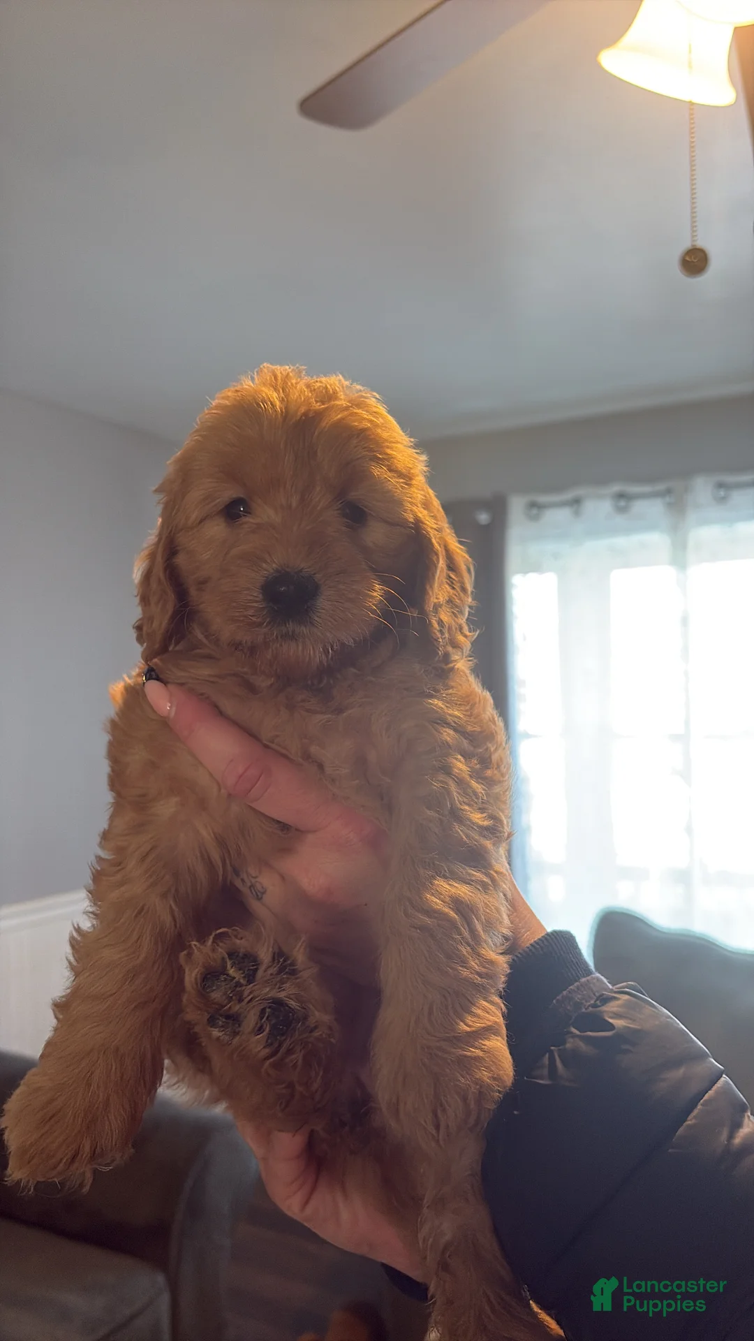 Mini Goldendoodle dogs for sale: Mini Goldendoodle Puppy 7 - Ad 1