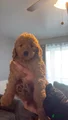 Mini Goldendoodle Puppy 7