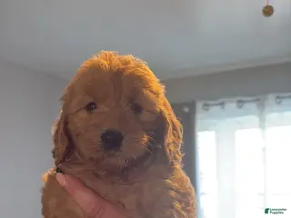 Mini Goldendoodle dogs Mini Goldendoodle Puppy 7 - Ad 42