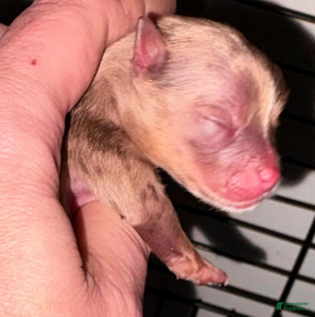 Pomeranian dogs for sale: Nova - Ad 2