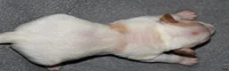 Rat Terrier dogs for sale: Malone - Ad 2