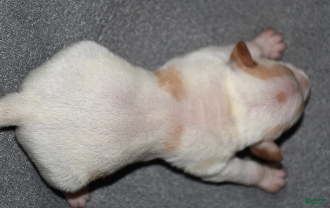 Rat Terrier dogs for sale: Malone - Ad 2