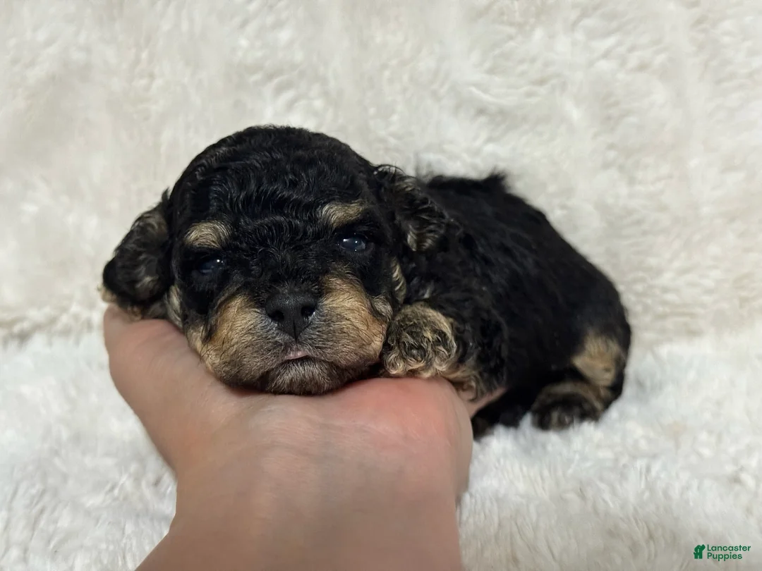 Toy Poodle dogs for sale: Boone - Ad 1