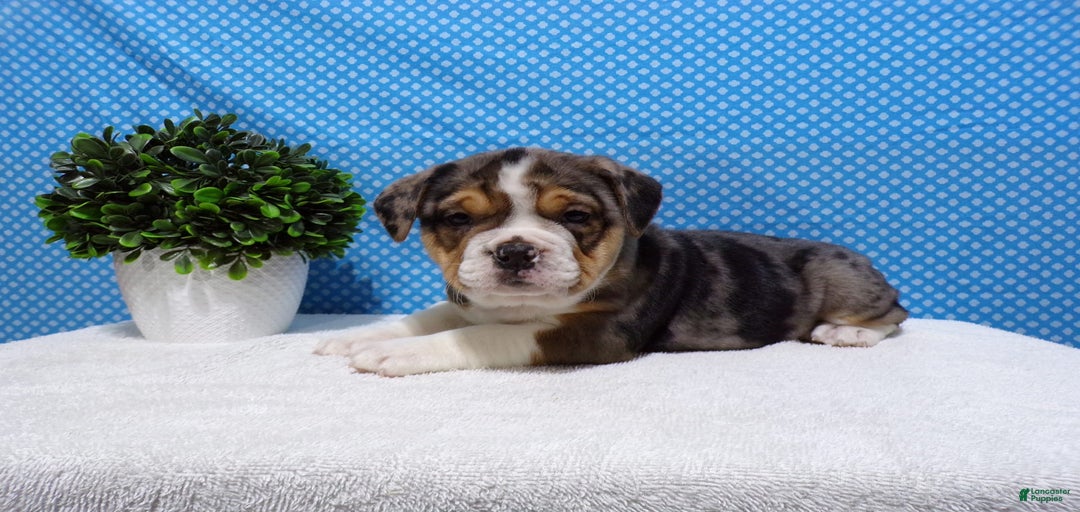 Gallery Image {{count}}