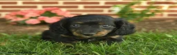 Miniature Dachshund dogs for sale: Flash  - Ad 2