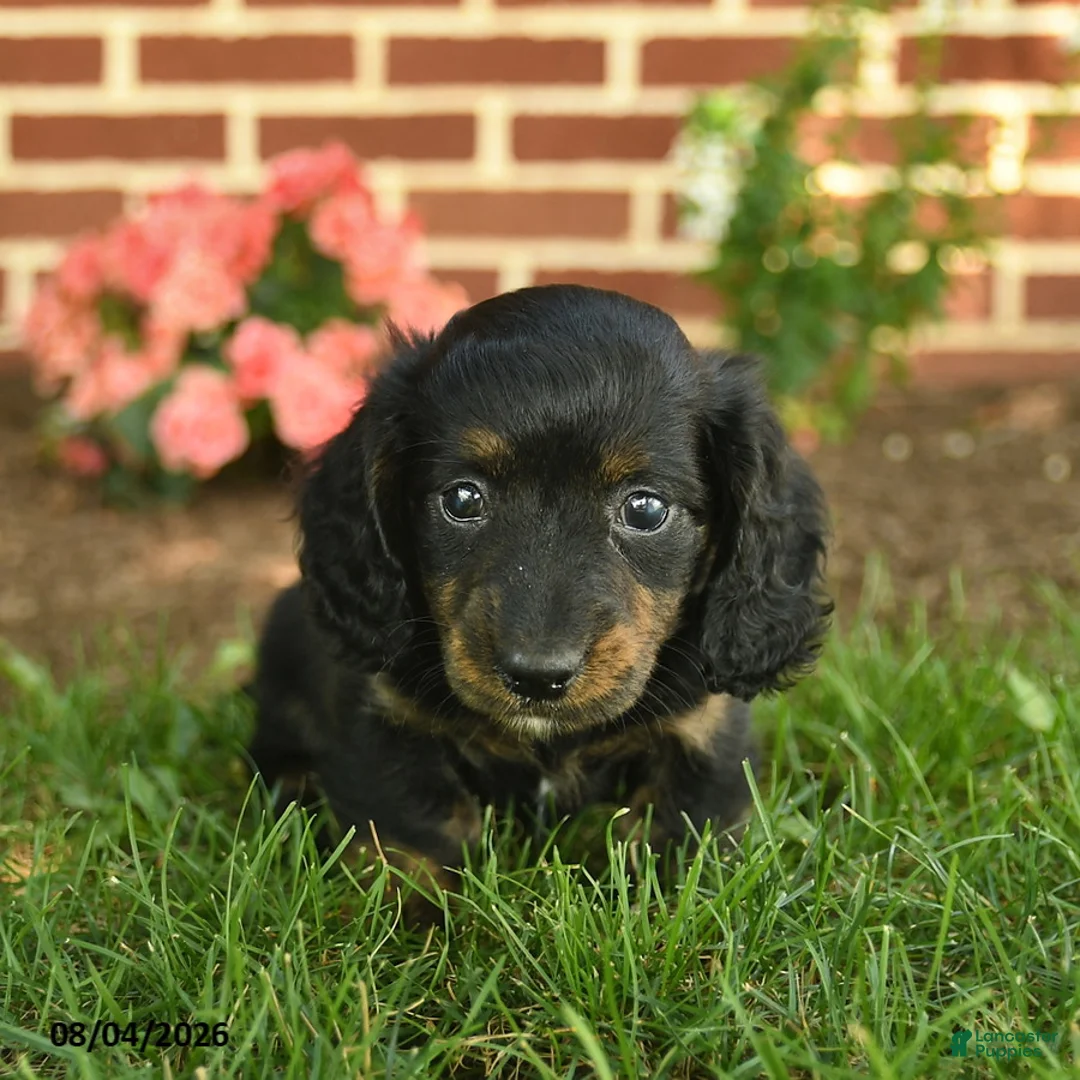 Miniature Dachshund dogs for sale: Flash  - Ad 2