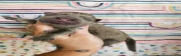 Chow Chow dogs for sale: Chow Chow 3 - Ad 1