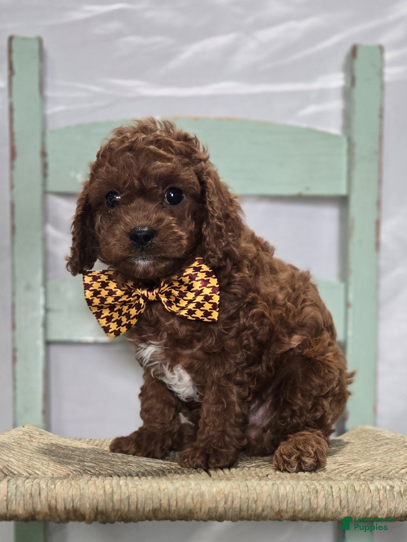 Cavapoo dogs Marcus - Ad 42