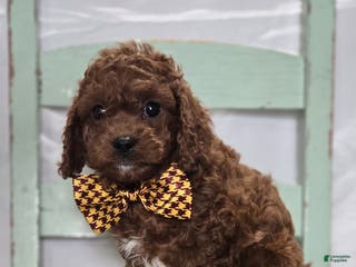Cavapoo dogs Marcus - Ad 42