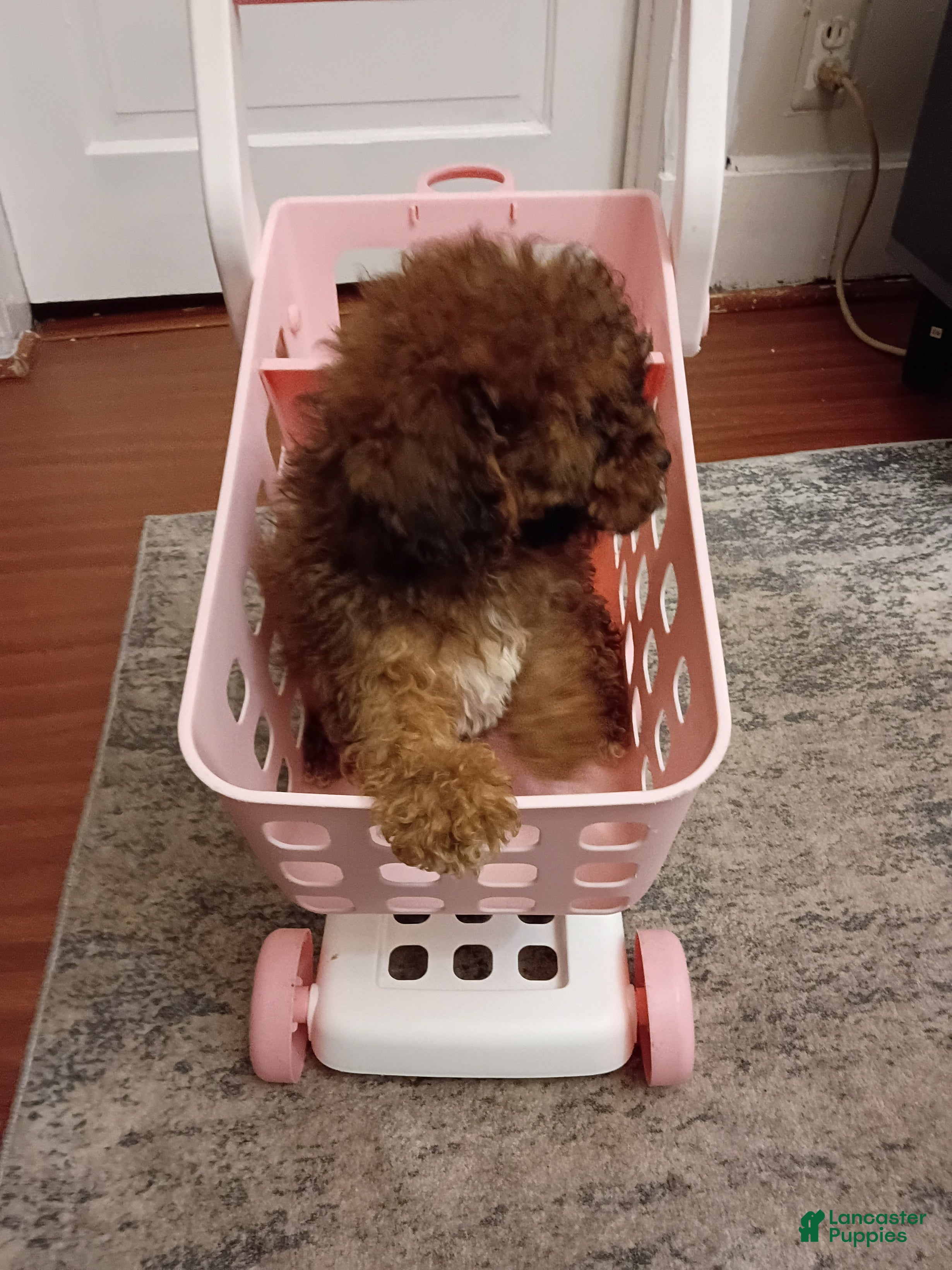 Miniature Poodle dogs Miniature Poodle 1 - Ad 2