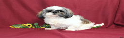Shih Tzu dogs for sale: Tinker - Ad 6