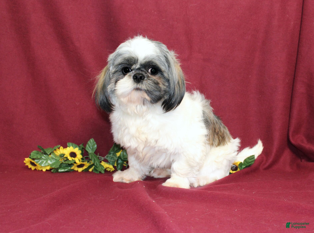 Shih Tzu dogs for sale: Tinker - Ad 6