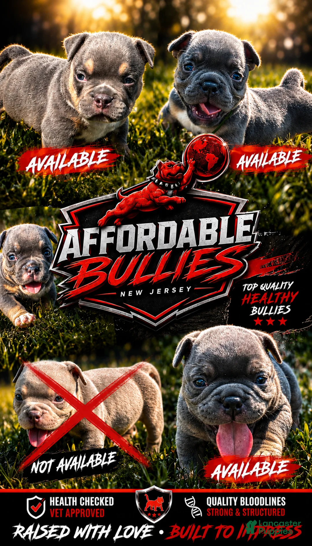 American Bully dogs for sale: American Bully 5 - Ad 2