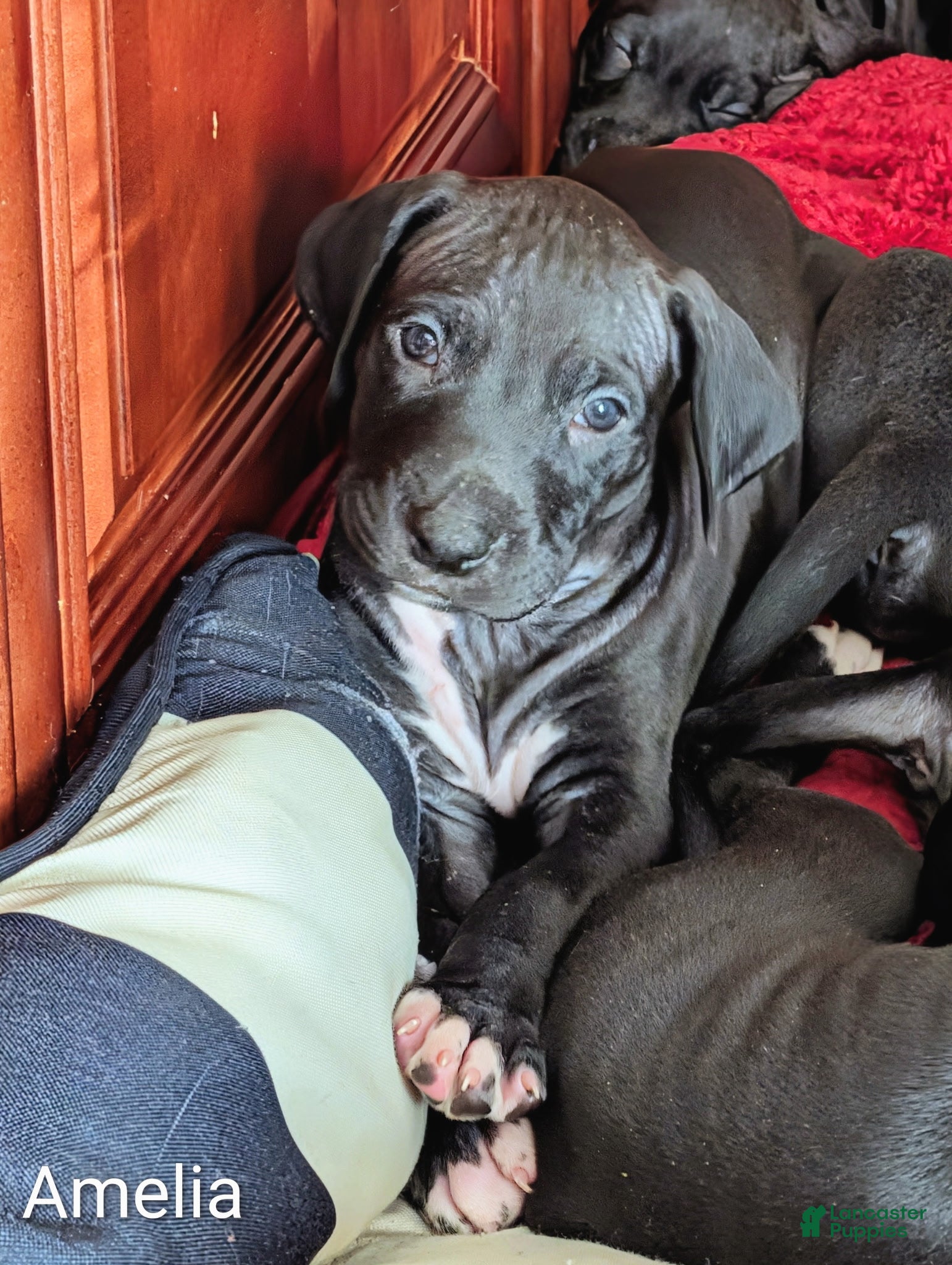 Great Dane dogs Great Dane Puppy 3 - Ad 28
