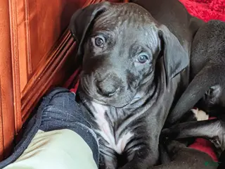 Great Dane dogs Great Dane Puppy 3 - Ad 28