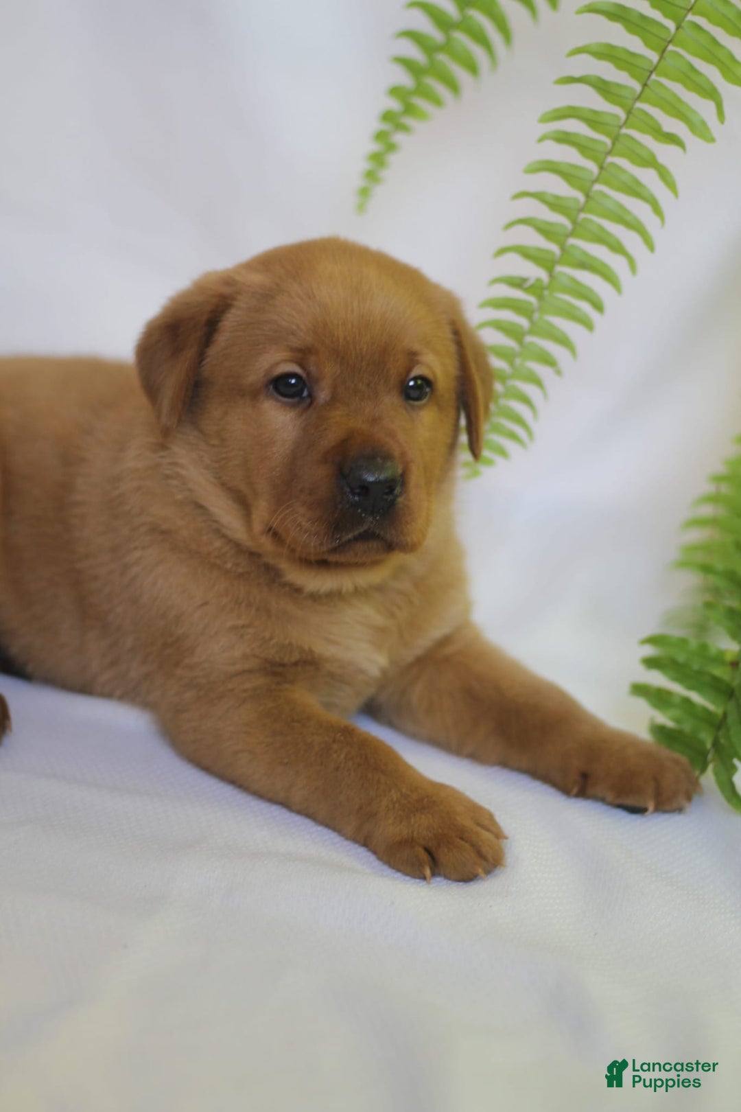 Labrador Retriever dogs for sale: Toby - Ad 3