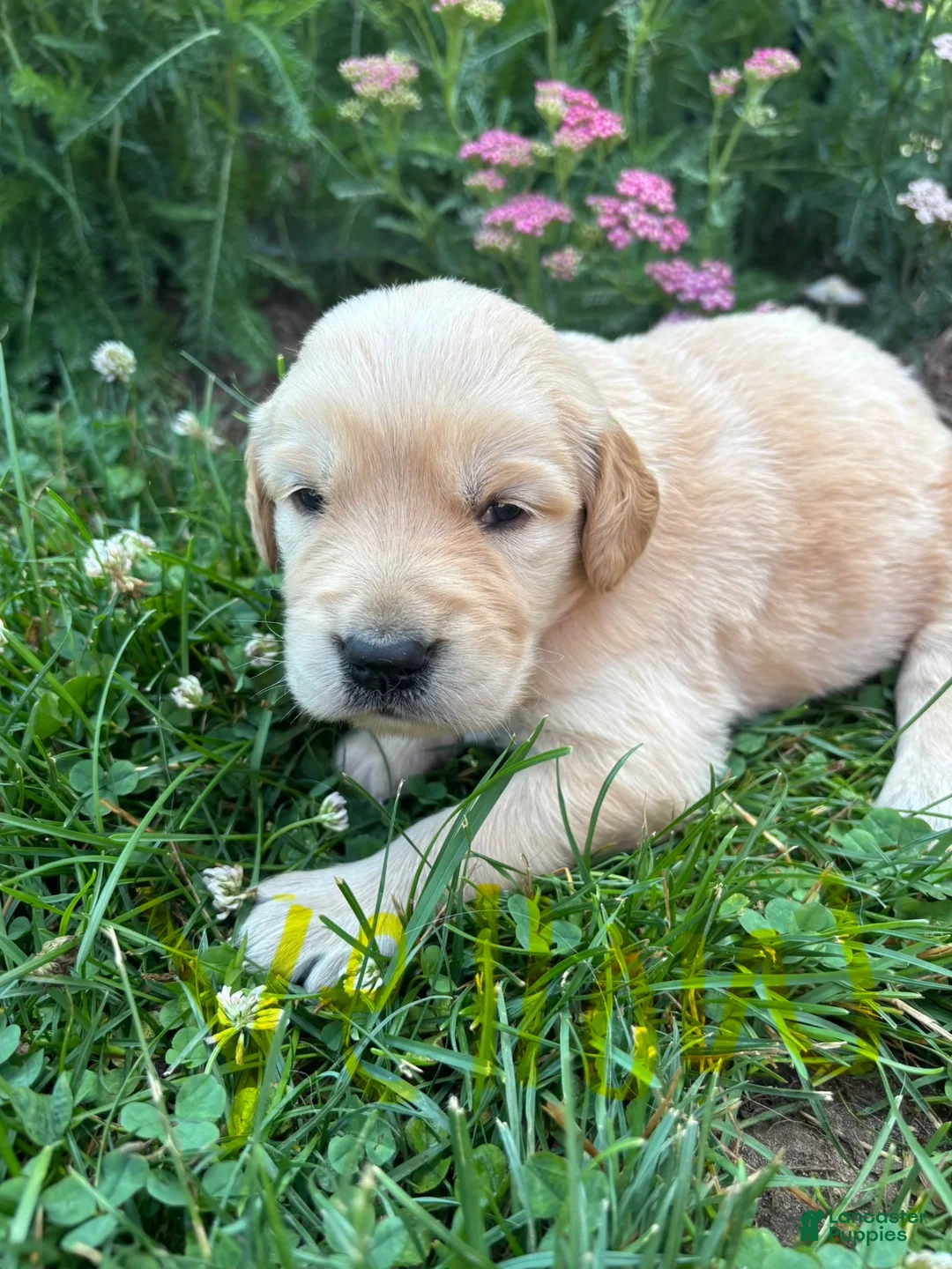 Golden Retriever dogs for sale: Golden Retriever 6 - Ad 1
