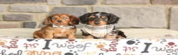 Miniature Dachshund dogs for sale: Savannah - Ad 6