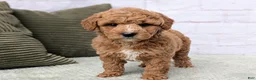 Mini Goldendoodle dogs for sale: Lanie  - Ad 6
