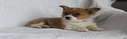 Welsh Corgi Pembroke dogs for sale: Teddy - Ad 3