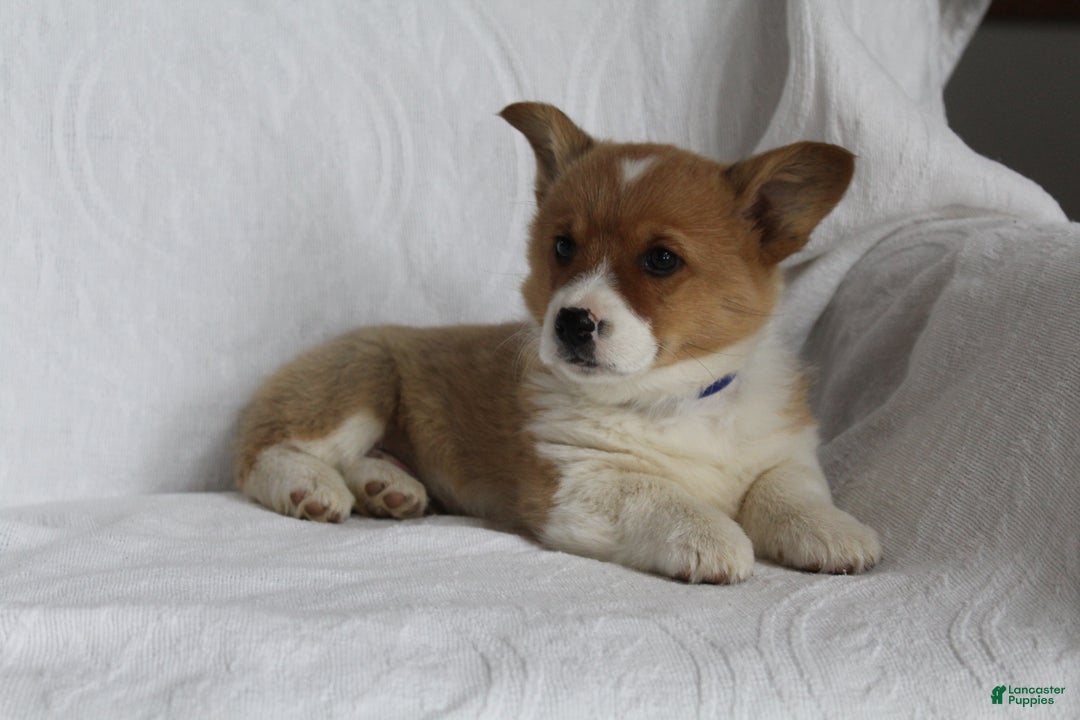 Welsh Corgi Pembroke dogs for sale: Teddy - Ad 3