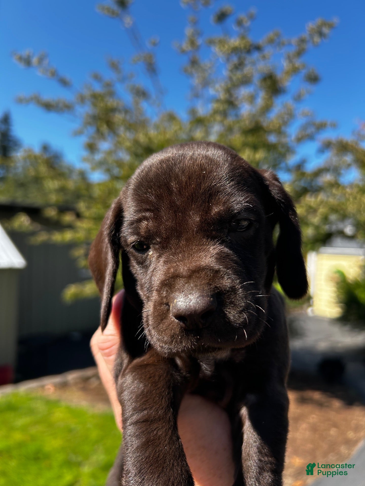 Mixed Breed dogs Orange - Ad 3